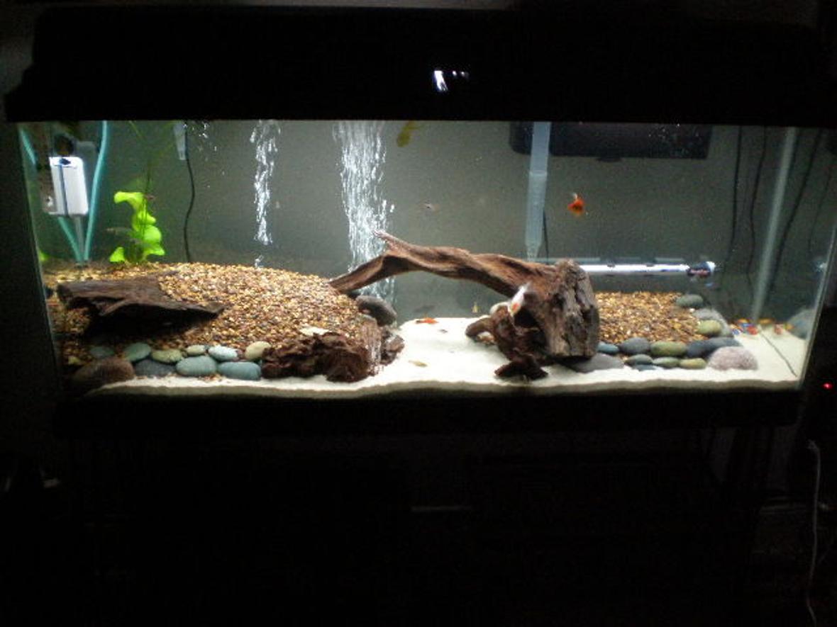 55 gallons freshwater fish tank (mostly fish and non-living decorations) - Welcome to FISH LAND