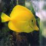 saltwater fish - zebrasoma flavescens - yellow tang - hawaii stocking in 40 gallons tank - Yellow Tang