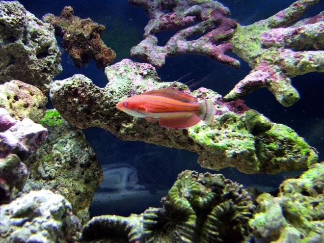 40 gallons saltwater fish tank (mostly fish, little/no live coral) - Carpenter's Flasher Wrasse