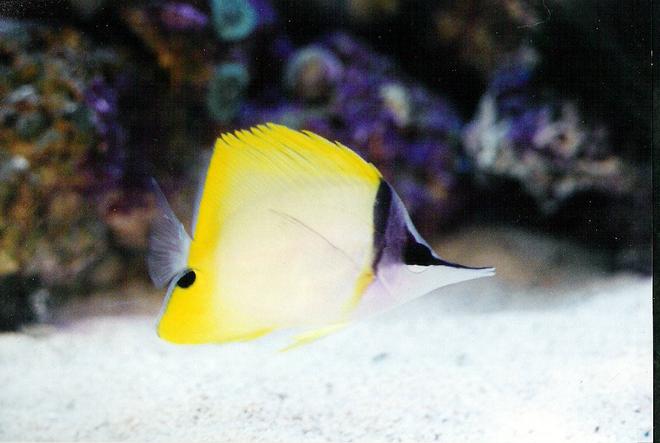 saltwater fish - forcipiger flavissimus - yellow longnose butterflyfish stocking in 40 gallons tank - Longnose butterfly