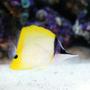 saltwater fish - forcipiger flavissimus - yellow longnose butterflyfish stocking in 40 gallons tank - Longnose butterfly