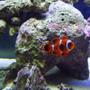 saltwater fish - premnas biaculeatus - maroon clownfish stocking in 40 gallons tank - Maroon Clownfish