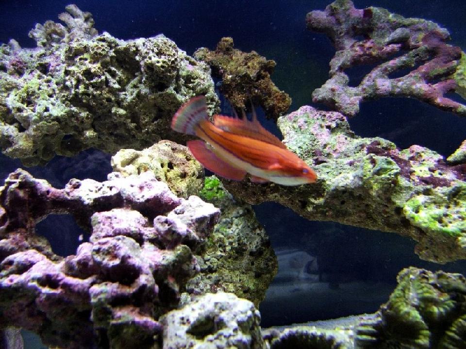 saltwater fish - cirrhilabrus cf temminckii - peacock flasher wrasse stocking in 40 gallons tank - Flasher wrasse