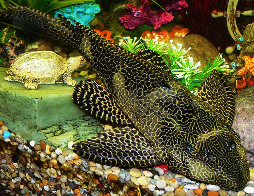 Rated #24: Freshwater Fish - Glyptoperichthys Gibbiceps - Sailfin Pleco (l-83) Stocking In 50 Gallons Tank - Sailfin Plec, 4 years old, 15 inches in length