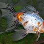 freshwater fish - carassius auratus - calico ryukin goldfish stocking in 28 gallons tank - 1 yr old Callico Fantail goldfish