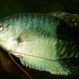 freshwater fish - trichogaster trichopterus - blue gourami stocking in 50 gallons tank - Blue Gourami, 4 years old, male