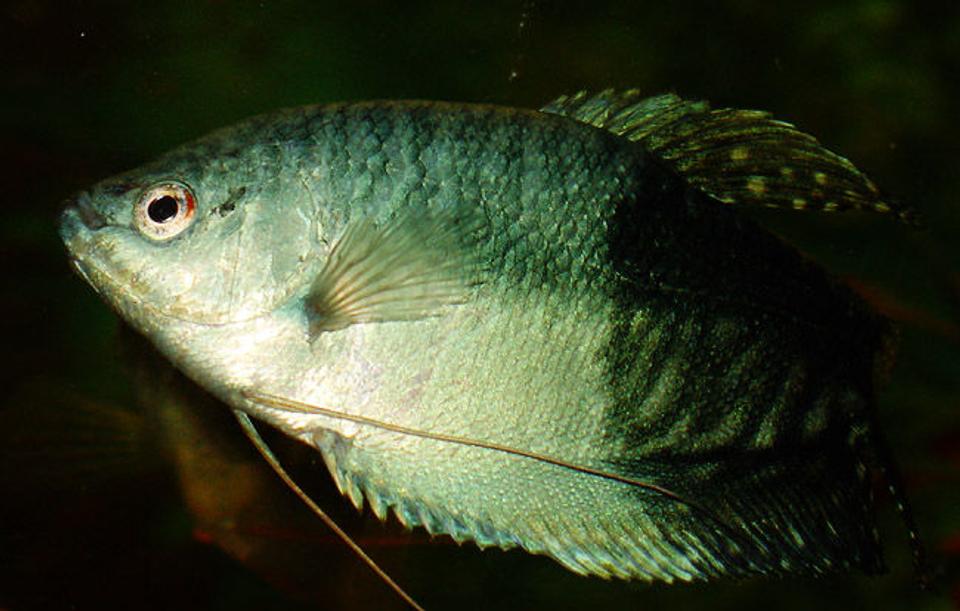 freshwater fish - trichogaster trichopterus - blue gourami stocking in 50 gallons tank - Blue Gourami, 4 years old, male