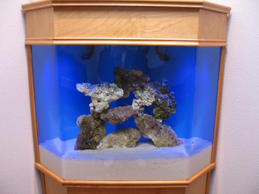 Rated #36: 38 Gallons Saltwater Fish Tank - Just setting up - more to come soon.