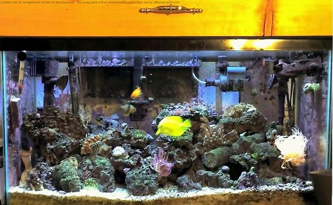 29 gallons reef tank (mostly live coral and fish) - I have lots of diffrent things in here from fish to mushrooms and polyps, and feather dusters I add some thing new about every 3 months and let it go nuts. I use B-Ionic 1&2 calcium buffer system no other chemicals. I do a water change twice a week. I have baby flower pots and baby bubble tiped anemones. I love my tank and look for new things to pop up every day...