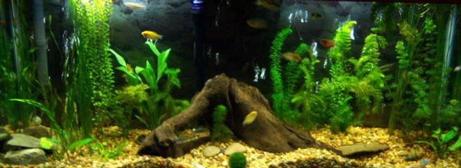 55 gallons planted tank (mostly live plants and fish) - 55 gallon