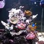 fish tank picture - pic3