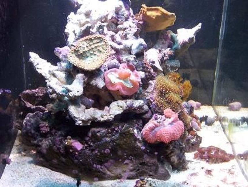 Rated #177: 65 Gallons Reef Tank - pic4