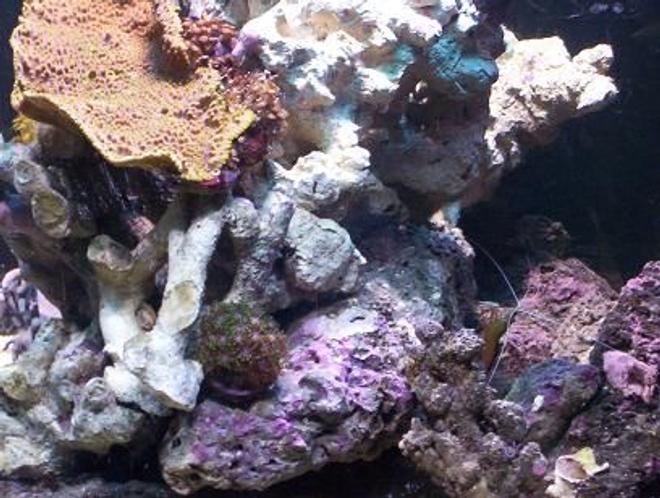 corals inverts - montipora capricornis - montipora capricornis, red stocking in 65 gallons tank - pic4