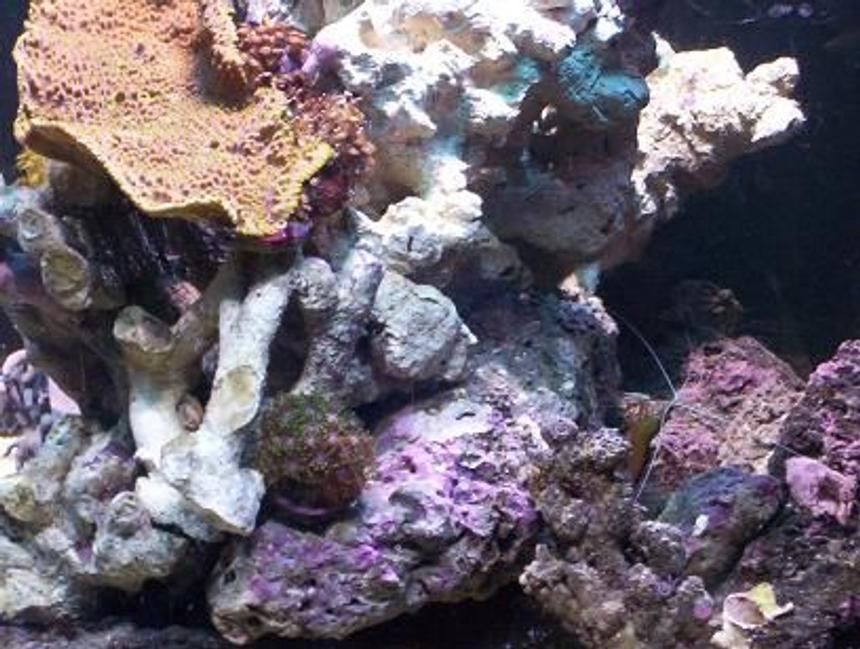 Rated #87: Corals Inverts - Montipora Capricornis - Montipora Capricornis, Red Stocking In 65 Gallons Tank - pic4