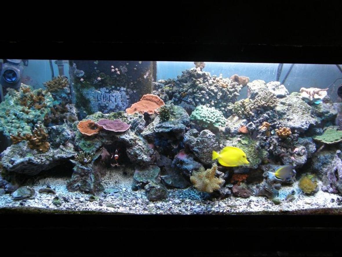 75 gallons reef tank (mostly live coral and fish) - 75 gal. trying to get there !