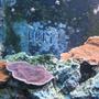 fish tank picture - plate frags