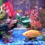 30 gallons freshwater fish tank (mostly fish and non-living decorations) - my 30 gallon, flower horn, angels ,silver dollars , tiger barbs, gouramis, feederfish ,pleco