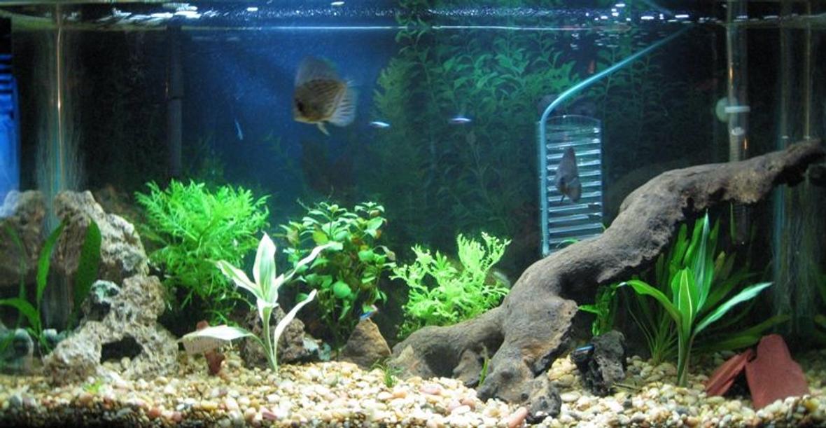 40 gallons planted tank (mostly live plants and fish) - 40 gallon at one month since set up