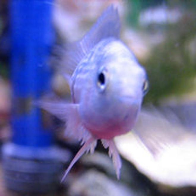 10 gallons freshwater fish tank (mostly fish and non-living decorations) - Blue Jellybean Parrot Cichlid.