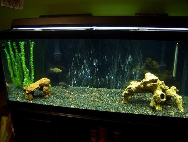75 gallons freshwater fish tank (mostly fish and non-living decorations) - 75 gallon