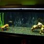 75 gallons freshwater fish tank (mostly fish and non-living decorations) - 75 gallon