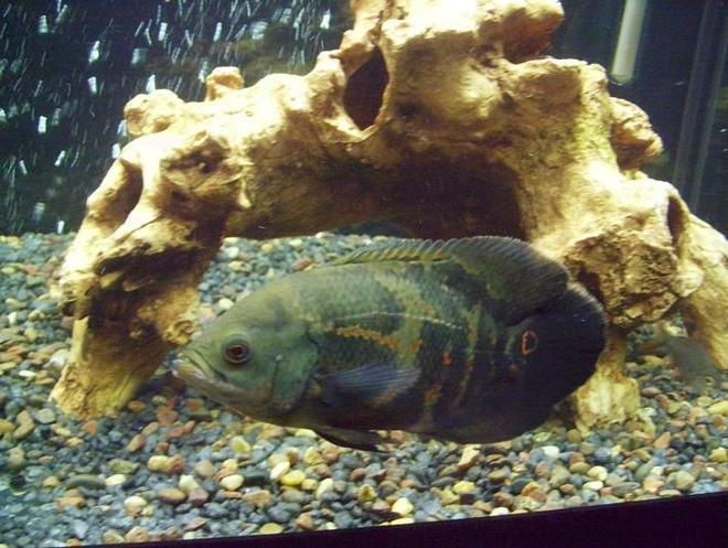 freshwater fish - astronotus ocellatus - tiger oscar stocking in 75 gallons tank - 9.5" tiger oscar