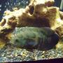 freshwater fish - astronotus ocellatus - tiger oscar stocking in 75 gallons tank - 9.5" tiger oscar