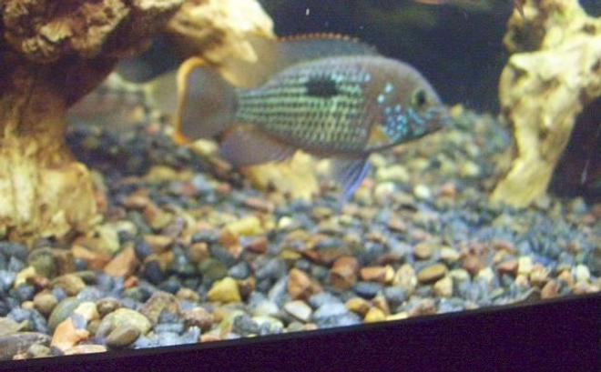 freshwater fish - aequidens rivulatus - green terror stocking in 75 gallons tank - 4.5" green terror