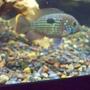 freshwater fish - aequidens rivulatus - green terror stocking in 75 gallons tank - 4.5" green terror