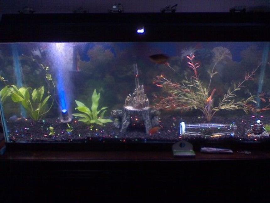 Rated #3562: 50 Gallons Freshwater Fish Tank - my 50g freshwater tank