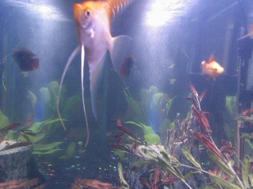 Rated #2130: Freshwater Fish - Pterophyllum Sp. - Albino Angel Stocking In 50 Gallons Tank - my angle fish thinks its reflection is its twin..