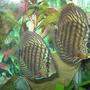 freshwater fish - symphysodon sp. - green tefe discus stocking in 45 gallons tank - My Red Turquoise