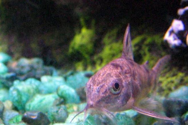 freshwater fish - corydoras paleatus - peppered cory cat stocking in 10 gallons tank - Peppered Corydora Catfish
