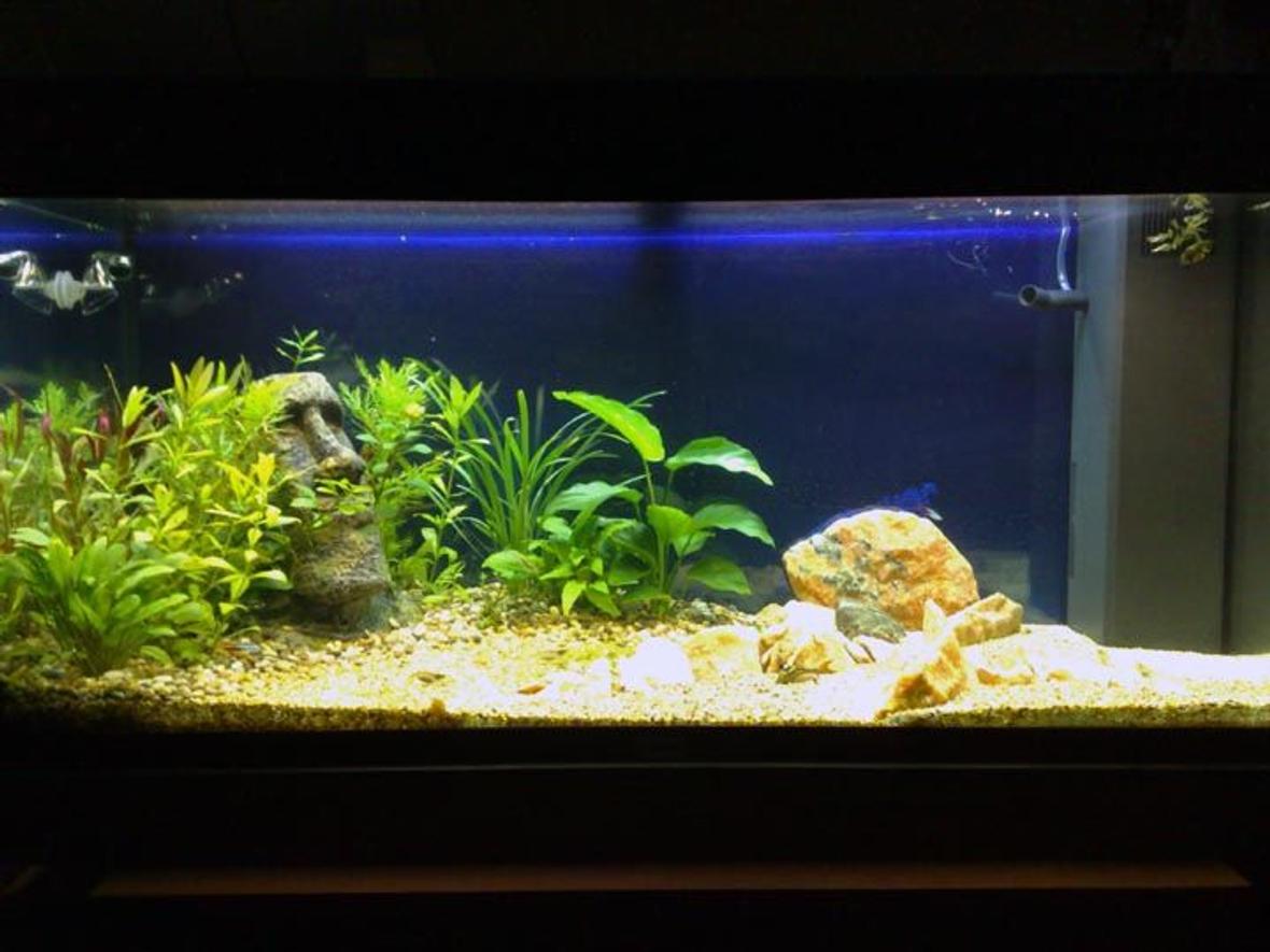 48 gallons planted tank (mostly live plants and fish) - one old photo, now it looks better, pic is coming.