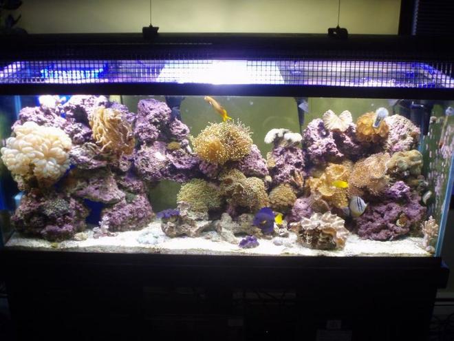 125 gallons reef tank (mostly live coral and fish) - 125 reef.  My pride and joy.