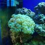 corals inverts - plerogyra sinuosa - bubble coral, green stocking in 125 gallons tank - green bubble coral