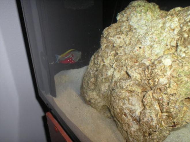 saltwater fish - acanthurus japonicus - powder brown tang stocking in 100 gallons tank - The Shrimp is still cleaning my Powdered Brown Tang (From A Distance)