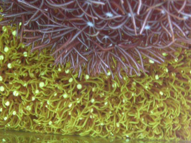 corals inverts - briareum sp. - starburst polyp stocking in 34 gallons tank - Pipe coral and star polyps
