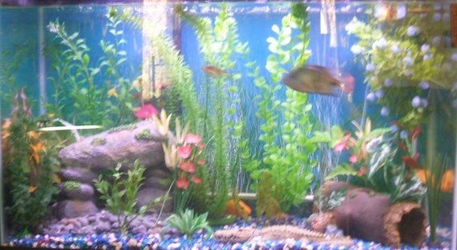 freshwater fish - thorichthys meeki - firemouth cichlid stocking in 30 gallons tank - pic