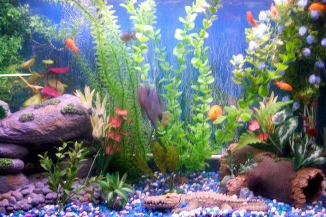 freshwater fish stocking in 30 gallons tank - pic