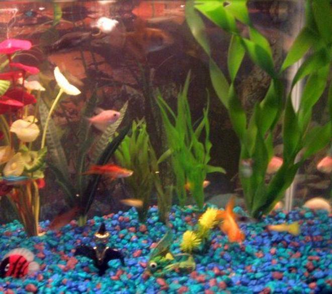 freshwater fish - helostoma temmincki - kissing gourami stocking in 30 gallons tank - pic