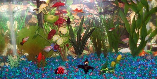 freshwater fish - xiphophorus maculatus - platy stocking in 30 gallons tank - pic