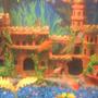 freshwater fish - puntius tetrazona - tiger barb stocking in 30 gallons tank - pic