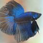freshwater fish - betta splendens - half moon betta stocking in 30 gallons tank - pic