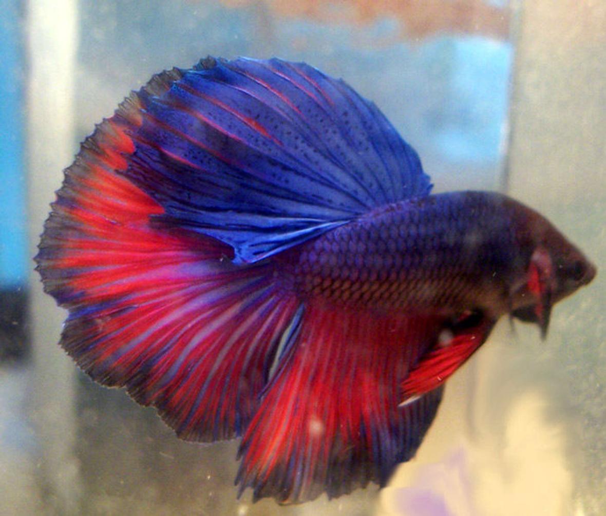 freshwater fish - betta splendens - half moon betta stocking in 30 gallons tank - pic