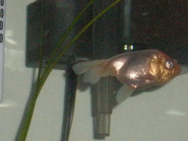 freshwater fish - carassius auratus - oranda goldfish stocking in 55 gallons tank - I have almost "40" tropical fish in my tank, but is my dude introducing.... "BULLWINKLE" one of the coolest LionHeads I got. plus he cleans up as much as he messes up!