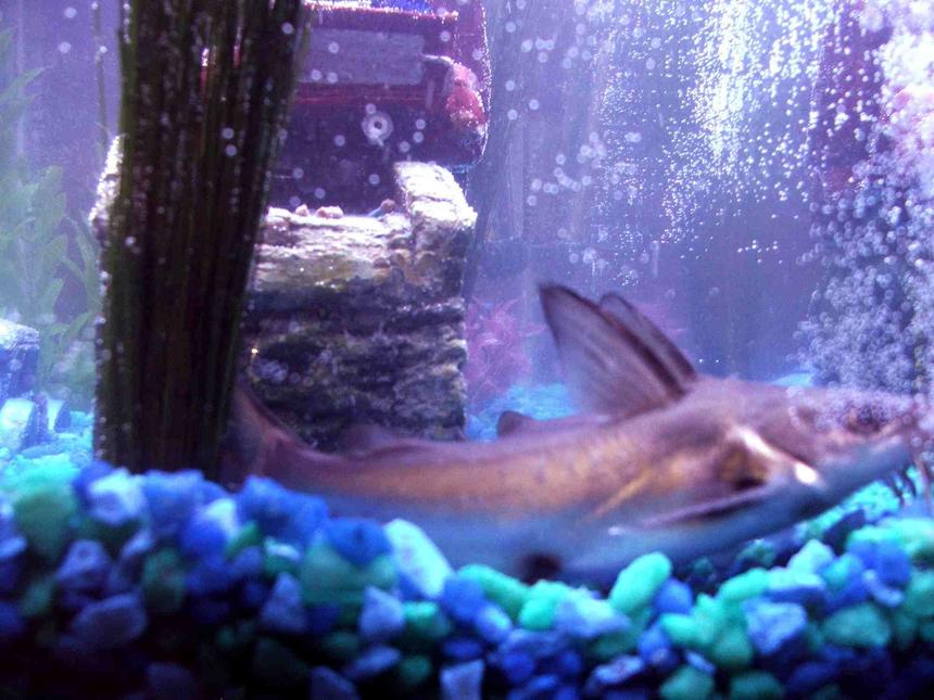 Rated #2378: Freshwater Fish - Balantiocheilus Melanopterus - Bala Shark Stocking In 40 Gallons Tank - My Two Silver Tipped Sharks...aka catfish laying next to each other. When i got them they were under a inch now there 3 inch.  I have them in a 40 g tank i love these fish.