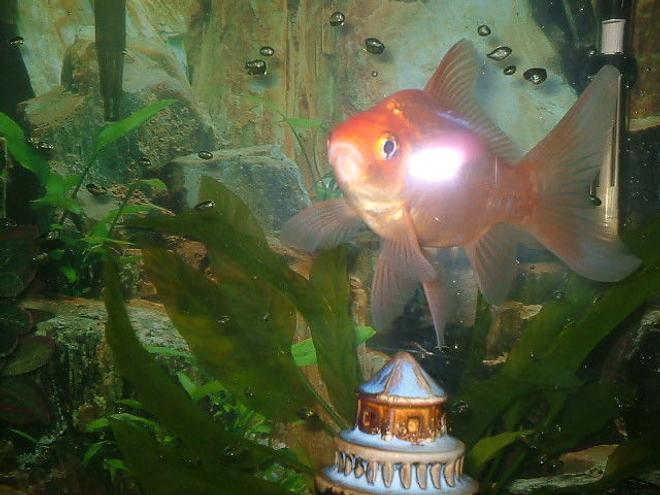 freshwater fish - carassius auratus - fantail goldfish stocking in 75 gallons tank - Hi