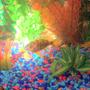 freshwater fish - trichogaster trichopterus - opaline gourami stocking in 30 gallons tank - pic