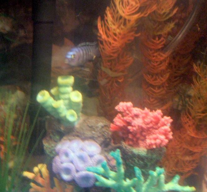 freshwater fish - pseudotropheus demasoni - demasoni cichlid stocking in 30 gallons tank - pic